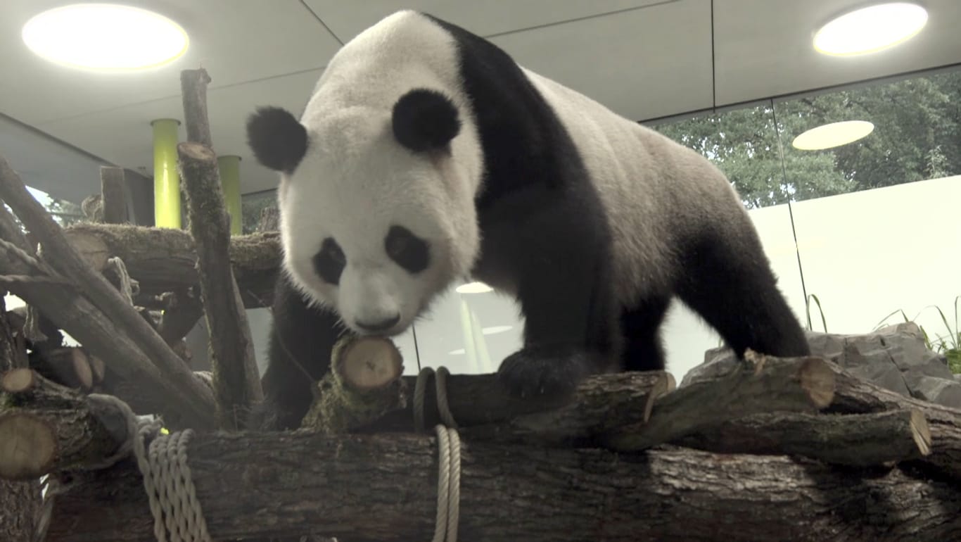 Der Riesenpanda «Jiao Qing» (Schätzchen) bei einem Ausflug in einem neuen Teil der Panda-Unterkunft.