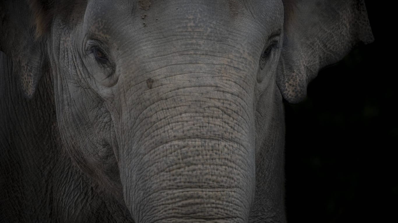 Die Tierschützer kritisieren die Haltung von Elefanten in Touristen-Parks in sechs asiatischen Ländern.