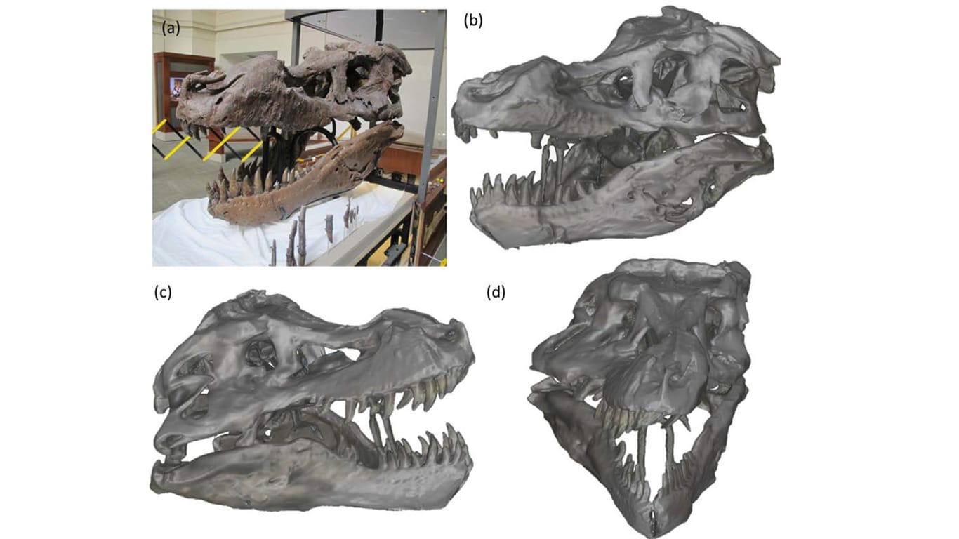 Der entstandene 3D-Scan des Dinosauriers