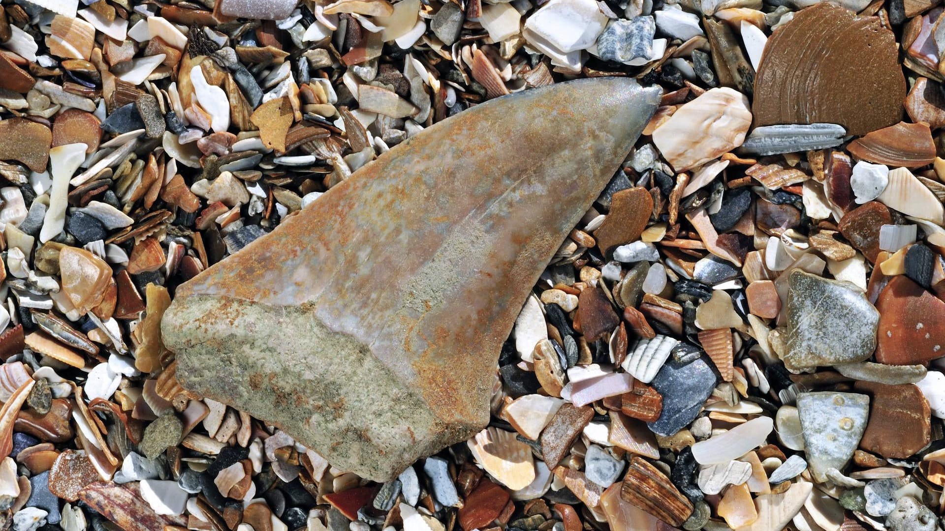 In Peru wurde fossile Überreste eines 400 Millonen Jahre alten Hais gefunden. (Symbolbild) In Peru wurde fossile Überreste eines 400 Millonen Jahre alten Hais gefunden. (Symbolbild)