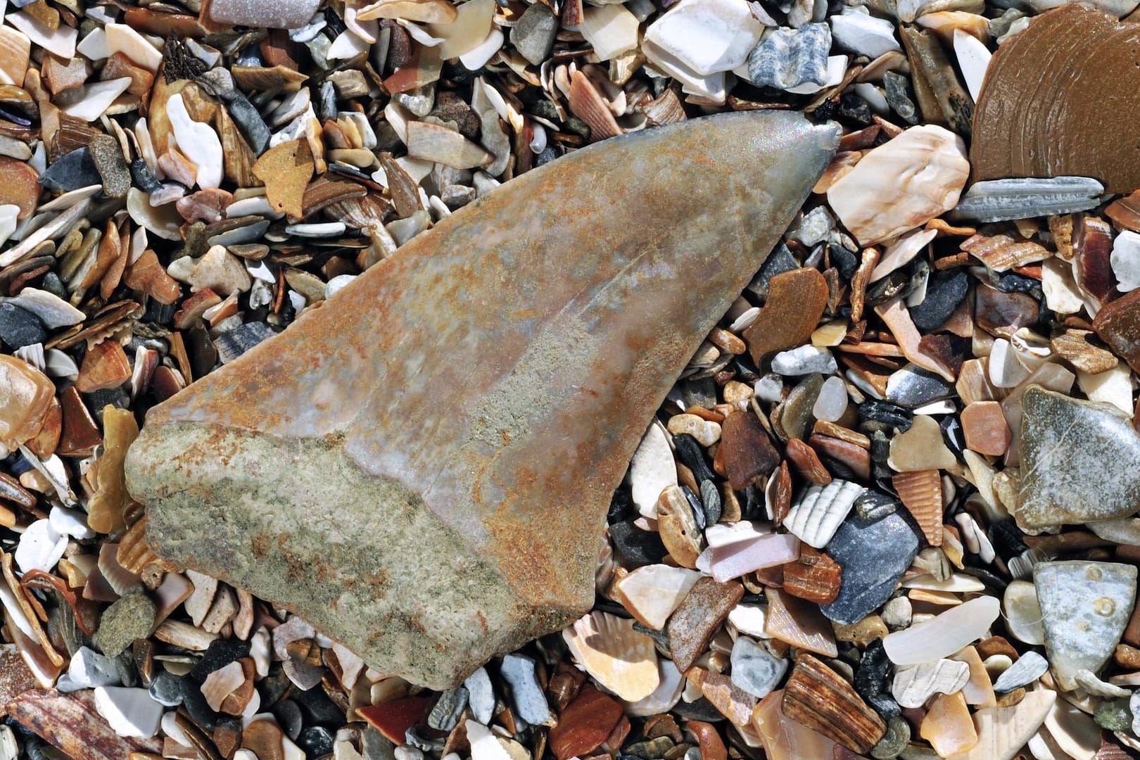 In Peru wurde fossile Überreste eines 400 Millonen Jahre alten Hais gefunden. (Symbolbild)