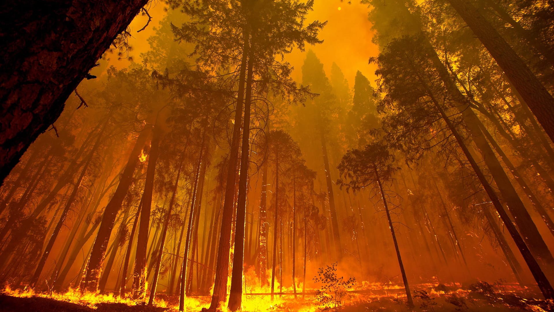 Das Feuer breitet sich mit einer rasanten Geschwindigkeit aus.