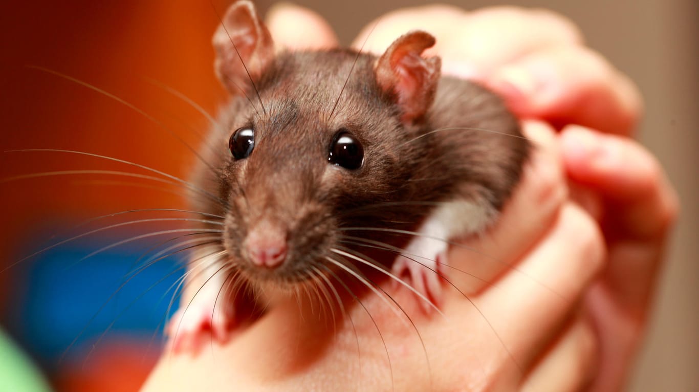 Eine Ratten auf einer Menschenhand