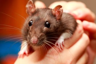 Eine Ratten auf einer Menschenhand