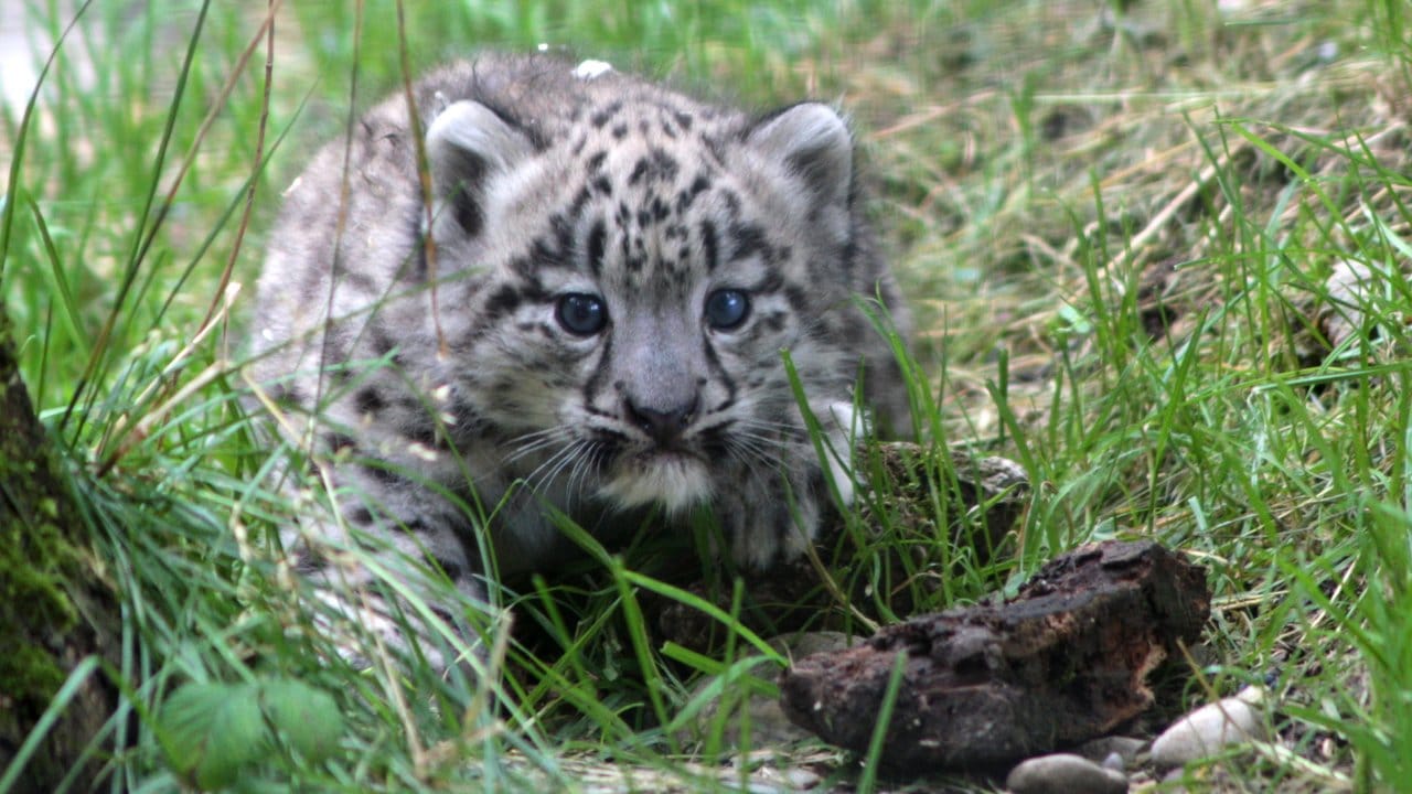 Ein Schneeleoparden-Junges: Zukünftig soll es wieder Nachswuchs im Karlsruher Zoo geben. (Symbolbild)