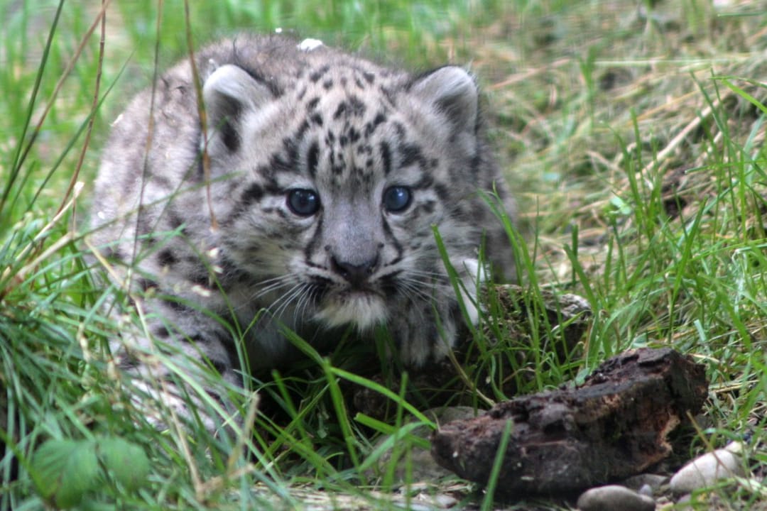 Ein Schneeleoparden-Junges: Zukünftig soll es wieder Nachswuchs im Karlsruher Zoo geben. (Symbolbild)