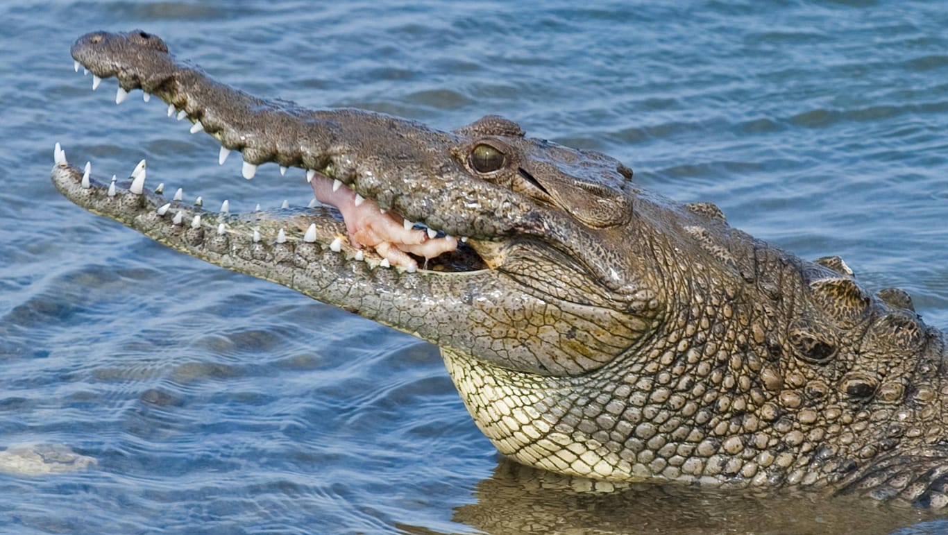 Die mexikanischen Krokodilarten können bis zu drei Meter groß werden.