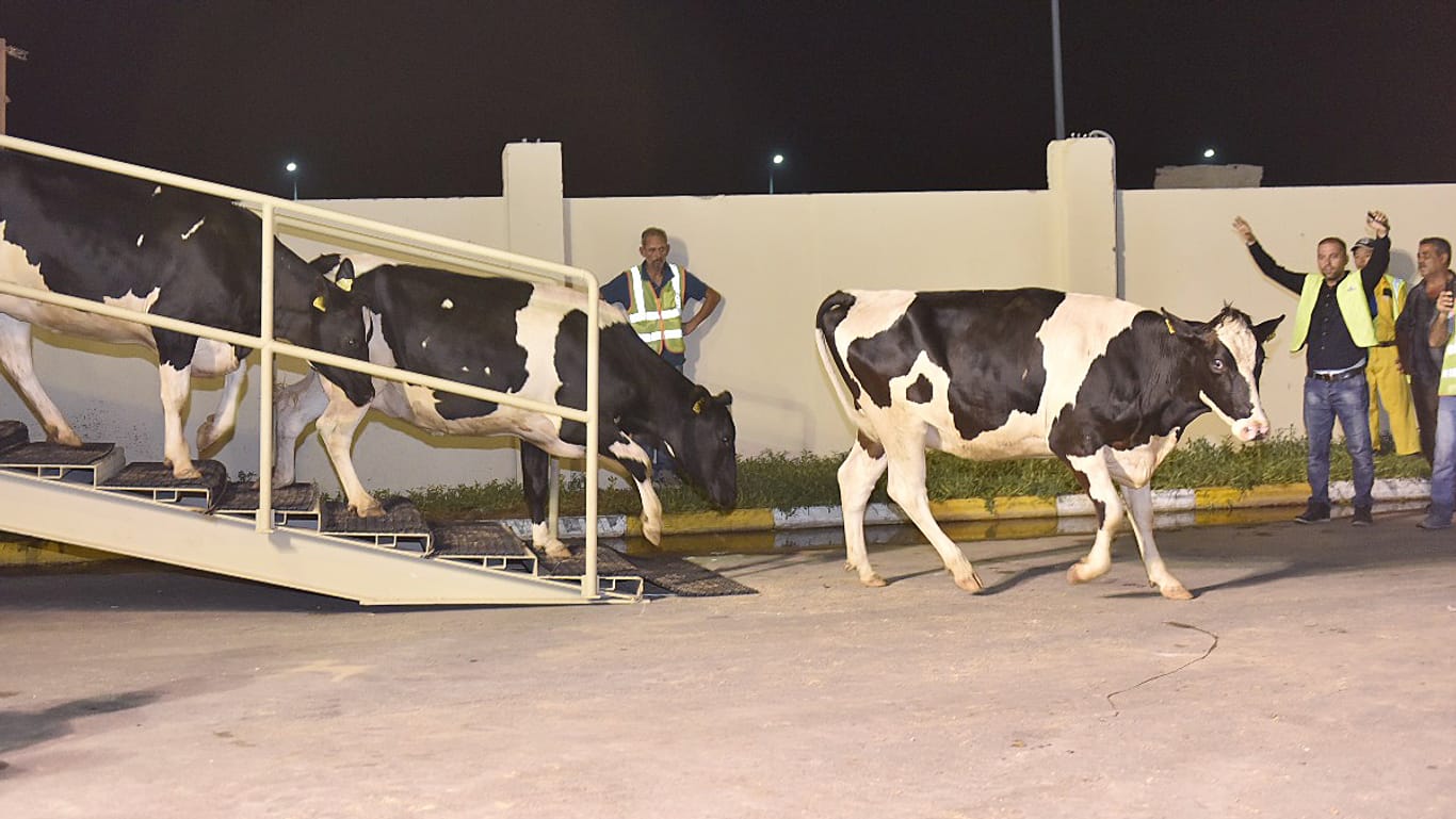 Die 165 Holstein-Kühe seien von einem Händler in Budapest nach Katar geliefert worden, stammten aber ursprünglich aus Deutschland.