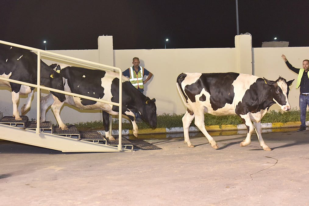 Die 165 Holstein-Kühe seien von einem Händler in Budapest nach Katar geliefert worden, stammten aber ursprünglich aus Deutschland.