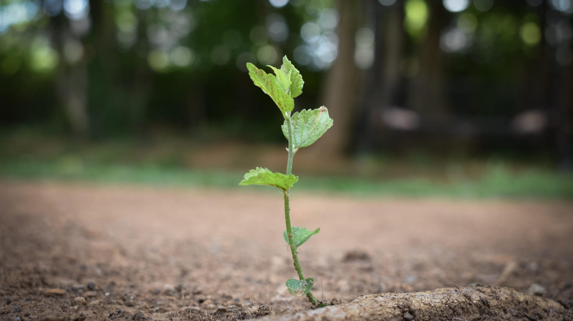 Eine kleine, grüne Pflanze