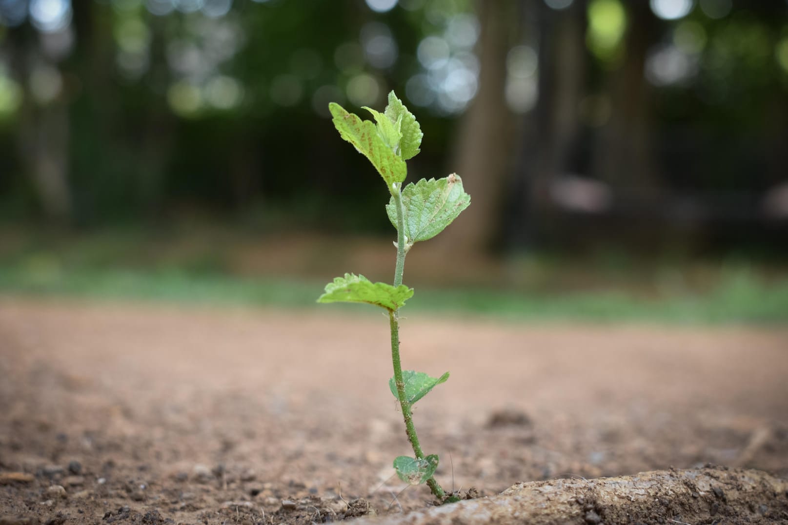 Eine kleine, grüne Pflanze