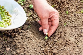Eine Frau setzt Samen in die Erde: Von Omas alter Tomatensorte oder der Gurke, deren Früchte allen gut geschmeckt haben, lassen sich Samen ernten.