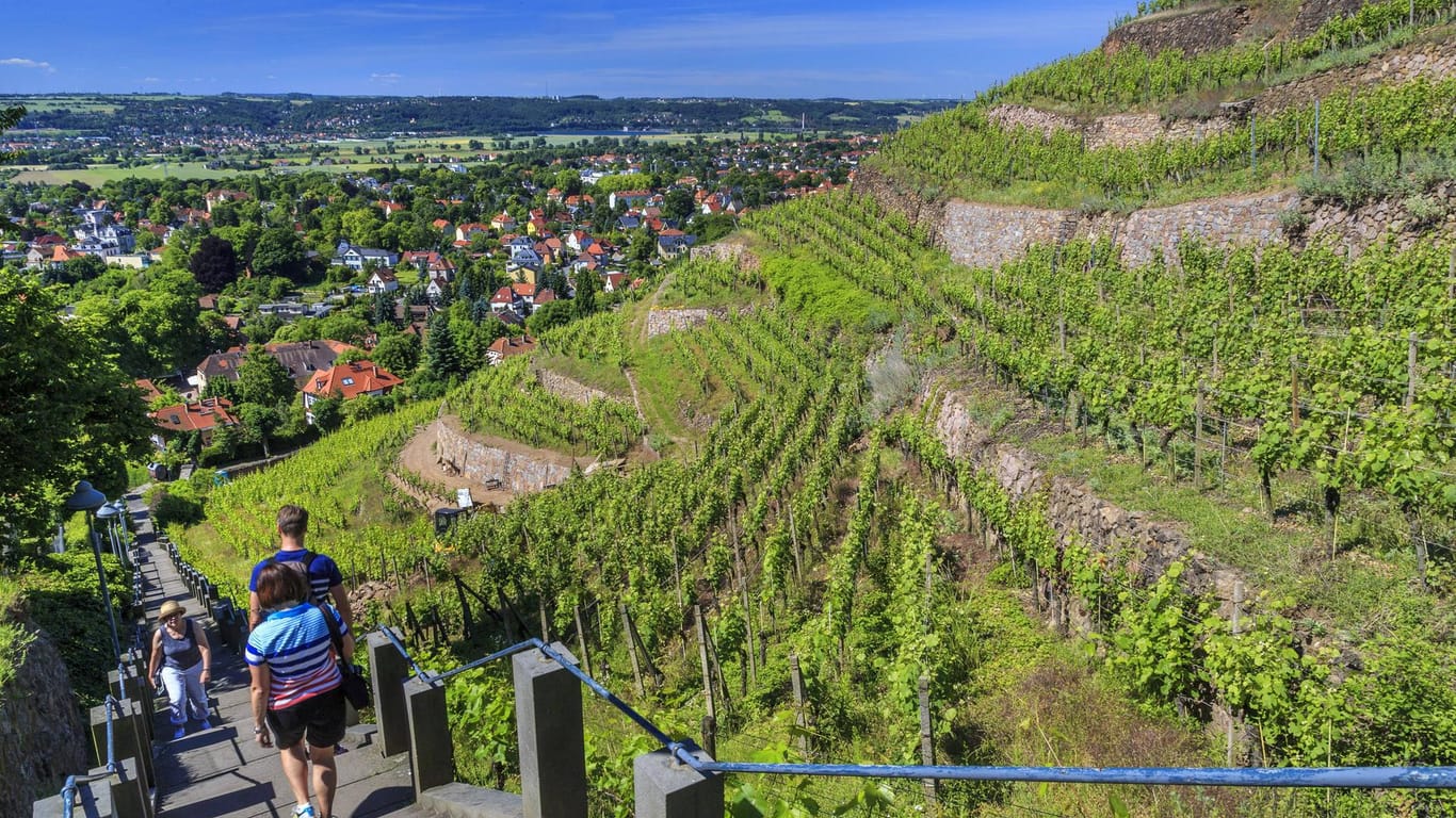 Der Blick auf die Weinberge der Hoflössnitz an der sächsischen Weinstraße. Der einstige Landsitz der sächsischen Linie der Wettiner ist heute das städtische Weingut von Radebeul.