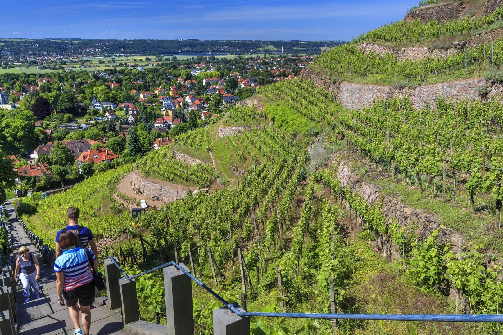 Der Blick auf die Weinberge der Hoflössnitz an der sächsischen Weinstraße. Der einstige Landsitz der sächsischen Linie der Wettiner ist heute das städtische Weingut von Radebeul.