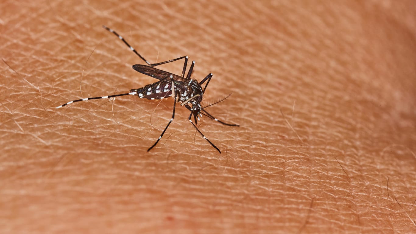Die Tigermücke kann das Denguefieber übertragen.