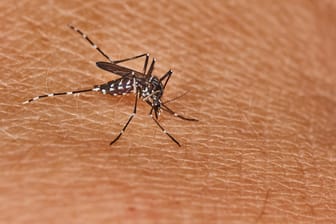 Die Tigermücke kann das Denguefieber übertragen.