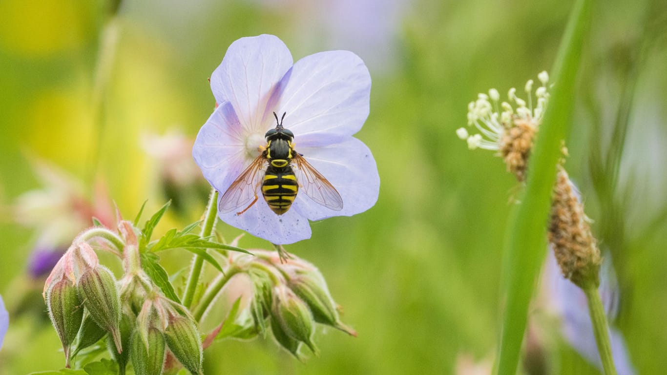 Ein fortschreitendes Insektensterben kann schwere, ökologische Folgen mit sich bringen.
