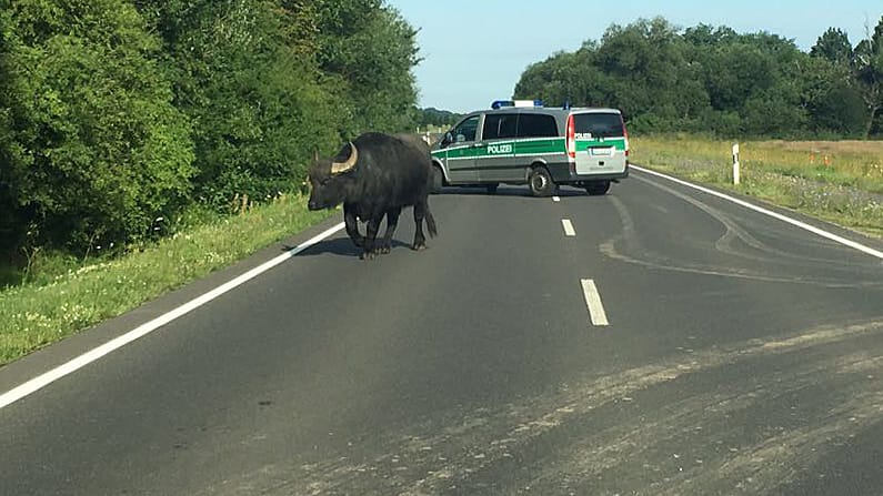 Polizei hat bei Zwenkau den Wasserbüffel "Obi" erfolgreich eingefangen.