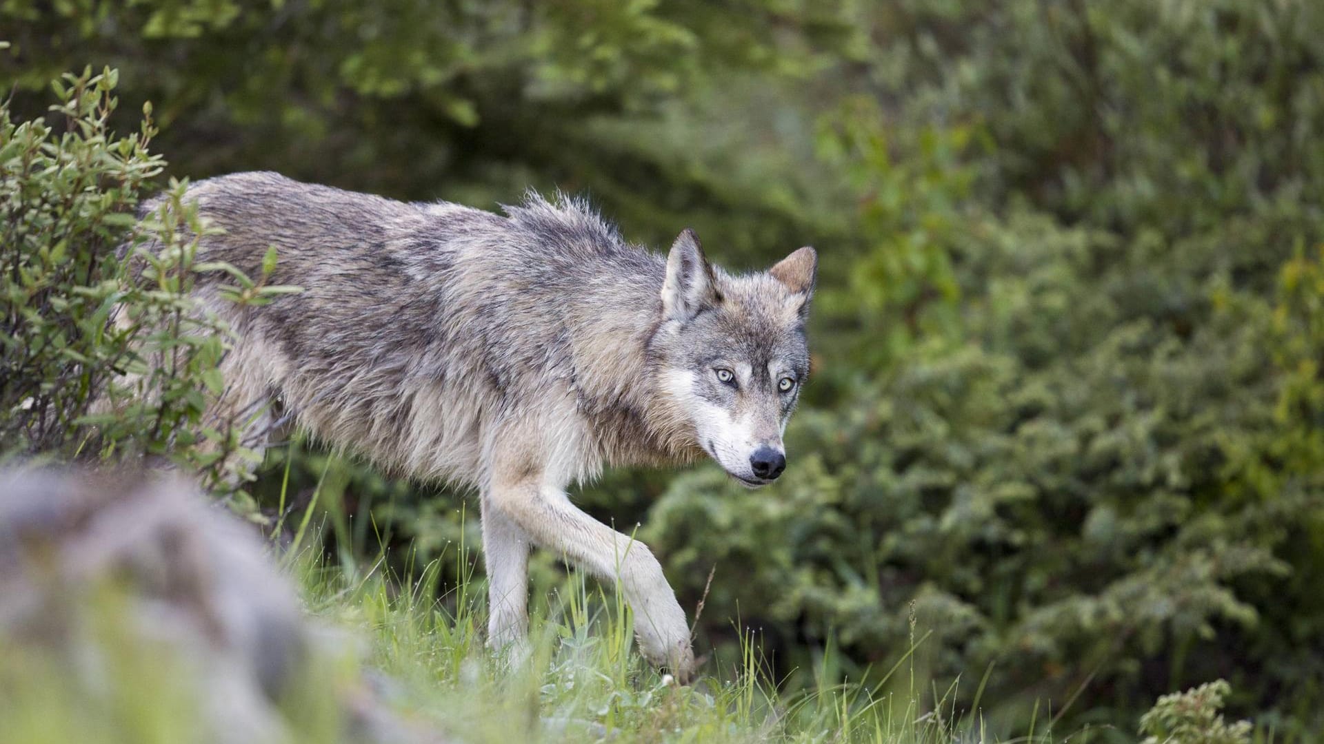 Der Wolf kehrt nach Deutschland zurück – nach Sachsen-Anhalt und Brandenburg 2017 auch nach Baden-Württemberg.