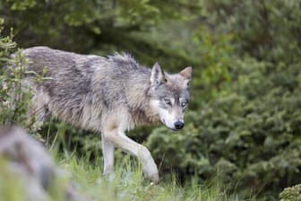 Der Wolf kehrt nach Deutschland zurück – nach Sachsen-Anhalt und Brandenburg 2017 auch nach Baden-Württemberg.