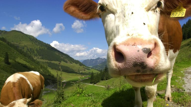 Eine Kuh nähert sich auf einer Alm in Tirol dem Fotografen. "Eine Alm ist kein Streichelzoo". Nach diesem Motto will das österreichische Bundesland Tirol Wanderern nun die wichtigsten Regeln für das Zusammentreffen mit dem Weidevieh vermitteln.