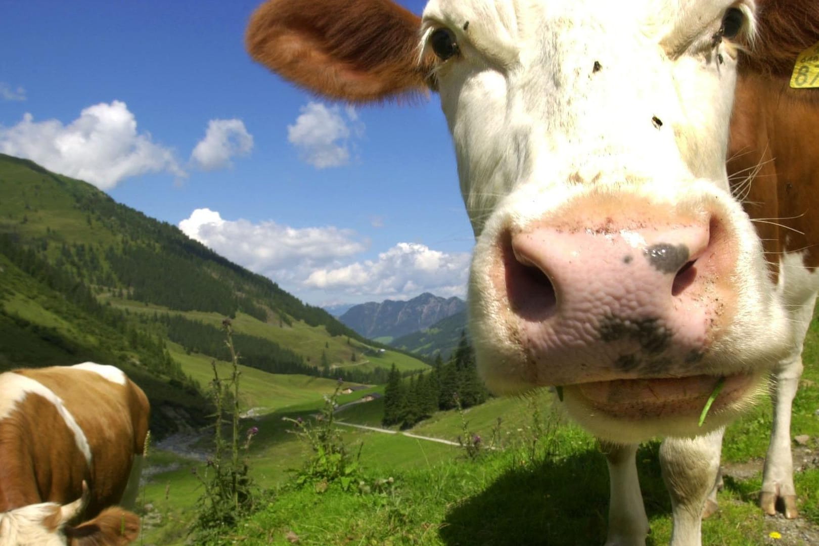 Eine Kuh nähert sich auf einer Alm in Tirol dem Fotografen. "Eine Alm ist kein Streichelzoo". Nach diesem Motto will das österreichische Bundesland Tirol Wanderern nun die wichtigsten Regeln für das Zusammentreffen mit dem Weidevieh vermitteln.