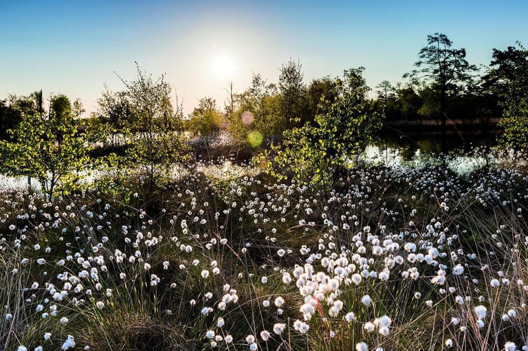 Ein Blütenmeer durchzieht die traumhafte Idylle der Lüneburger Heide.