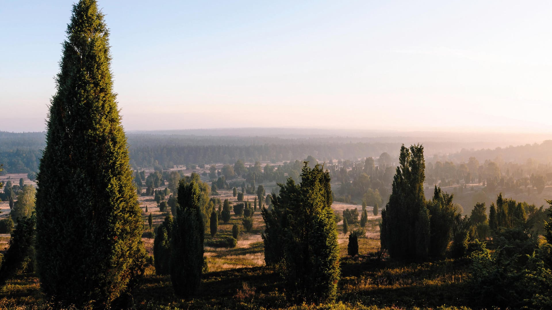 Die höchste Erhebung misst gerade mal 169 Meter: Der Wilseder Berg, auch "Heide-Himalaya" genannt, bietet trotzdem einen wunderbaren Aussichtspunkt.