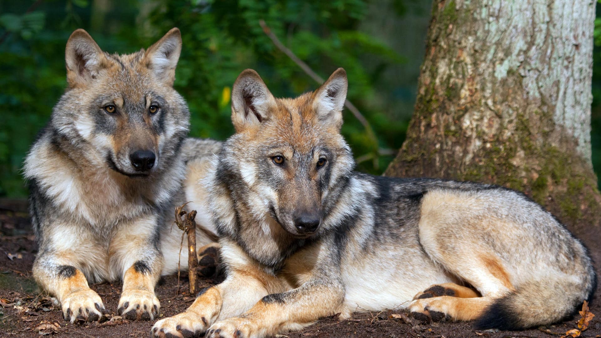 Der Wolf ist zurück in der Lüneburger Heide.