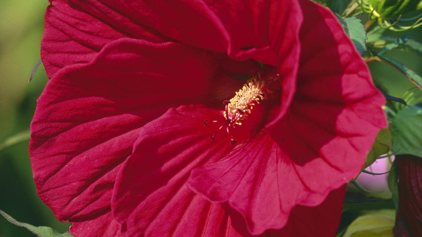 Blüte in Großaufnahme: Der Riesen-Hibiskus (hier die Sorte 'Guido Red Oak') blüht von Juli bis September in glühendem Rot.