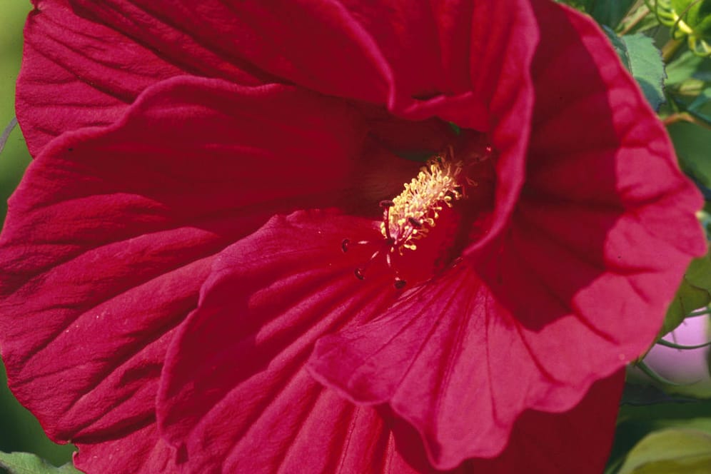 Blüte in Großaufnahme: Der Riesen-Hibiskus (hier die Sorte 'Guido Red Oak') blüht von Juli bis September in glühendem Rot.