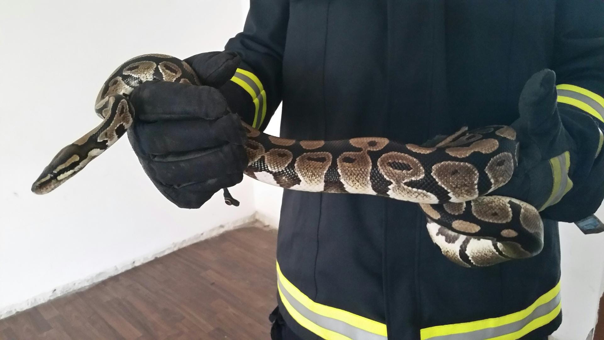 Ein Reptilienfachmann der Feuerwehr Düsseldorf hält einen Königspython in den Händen.