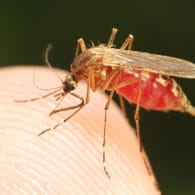 Diesen Sommer sind Mücken aggressiv und viele.