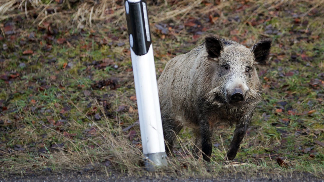 Wildschwein verursacht Verkehrsunfälle. (Symbolfoto)