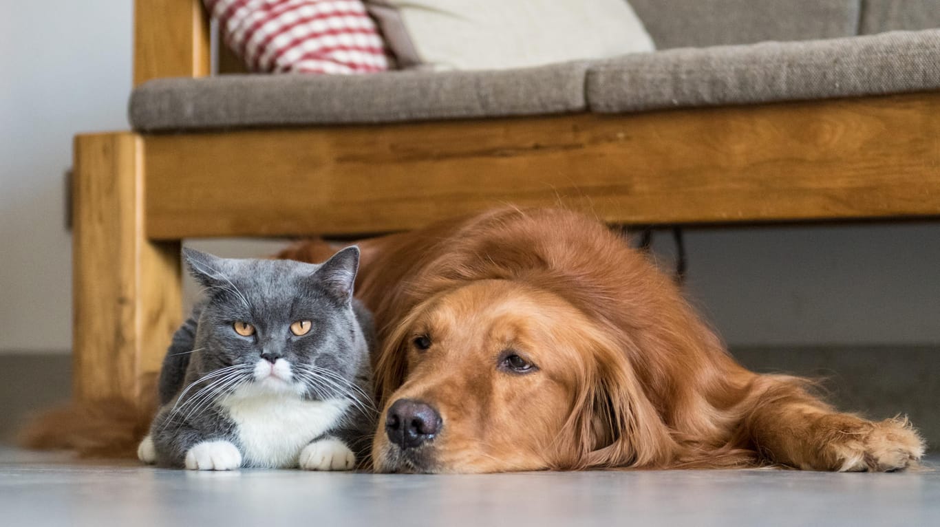 Katzen und Hunde können auch zusammen in einer Wohnung leben.
