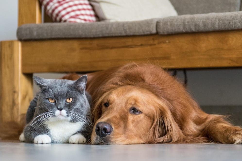 Katzen und Hunde können auch zusammen in einer Wohnung leben.