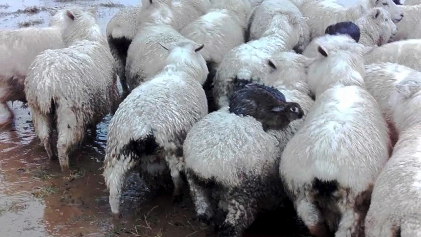 Hasen sitzen auf einer Farm in Dunedin (Neuseeland) auf dem Rücken von Schafen, um sich vor Hochwasser zu schützen.
