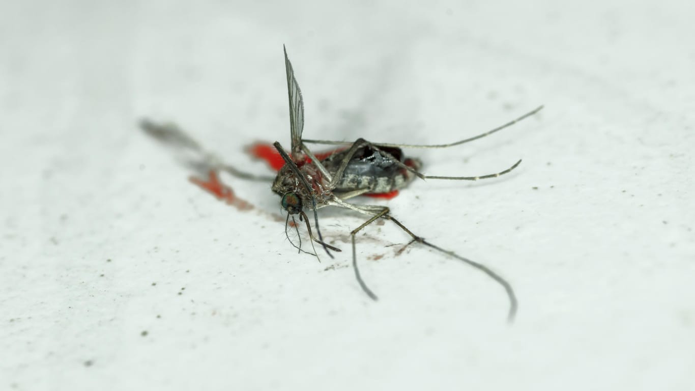 Mückenfleck an der Wand – Am besten gleich handeln