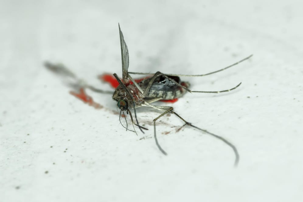 Mückenfleck an der Wand – Am besten gleich handeln