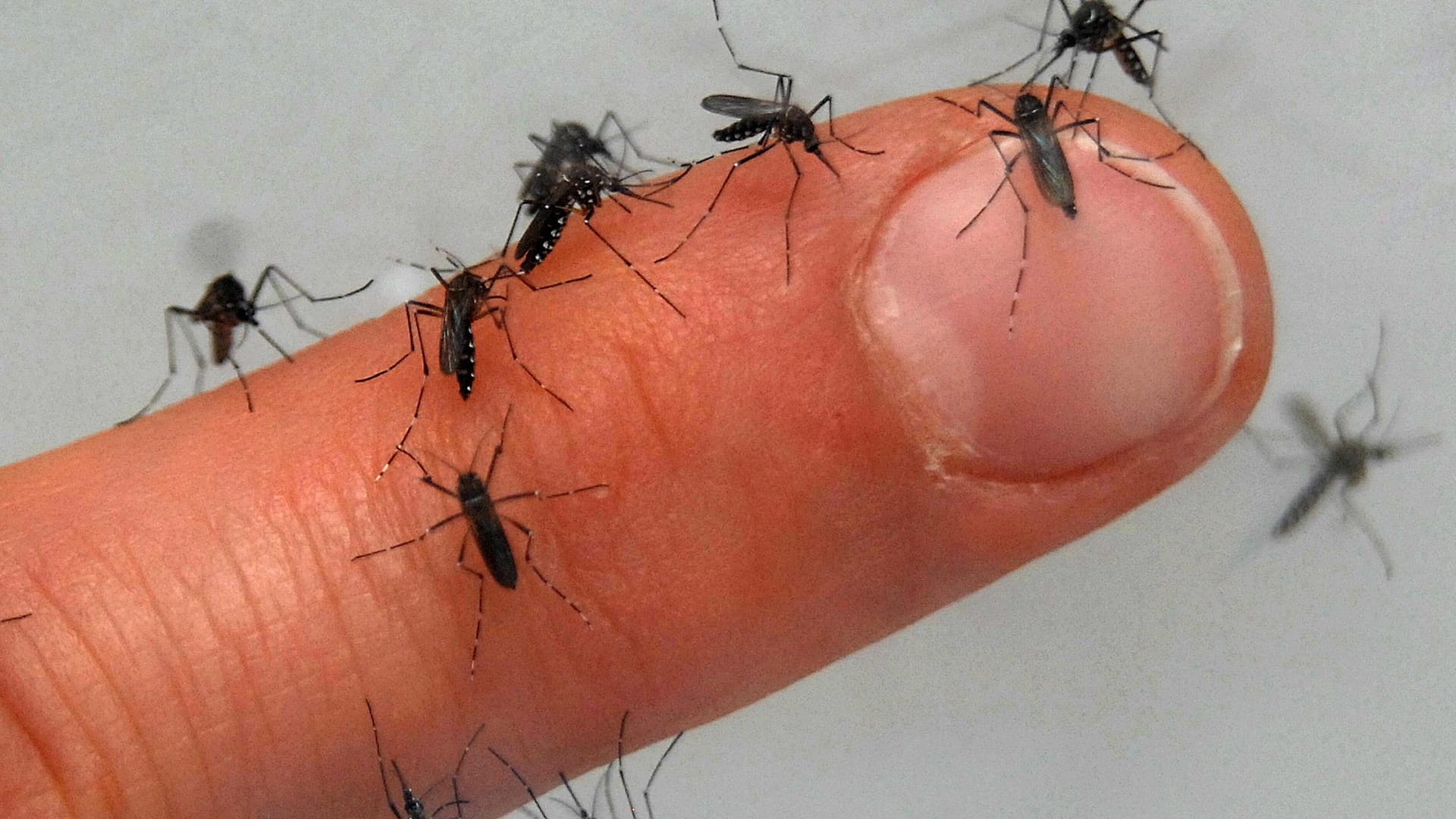 Nach sinflutartigen Regenfällen droht nun eine Mückenplage.