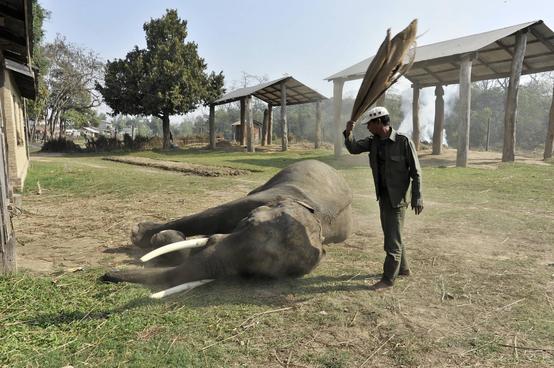 Elefanten müssen sich in Asien oft unwürdigen Dressuren hingeben.