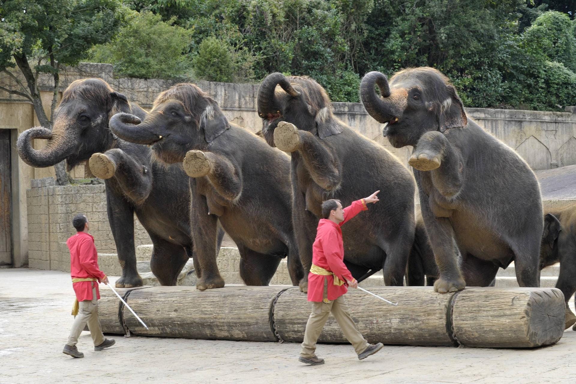 Elefanten werden dazu getriezt den Touristen eine schöne Show zu liefern.