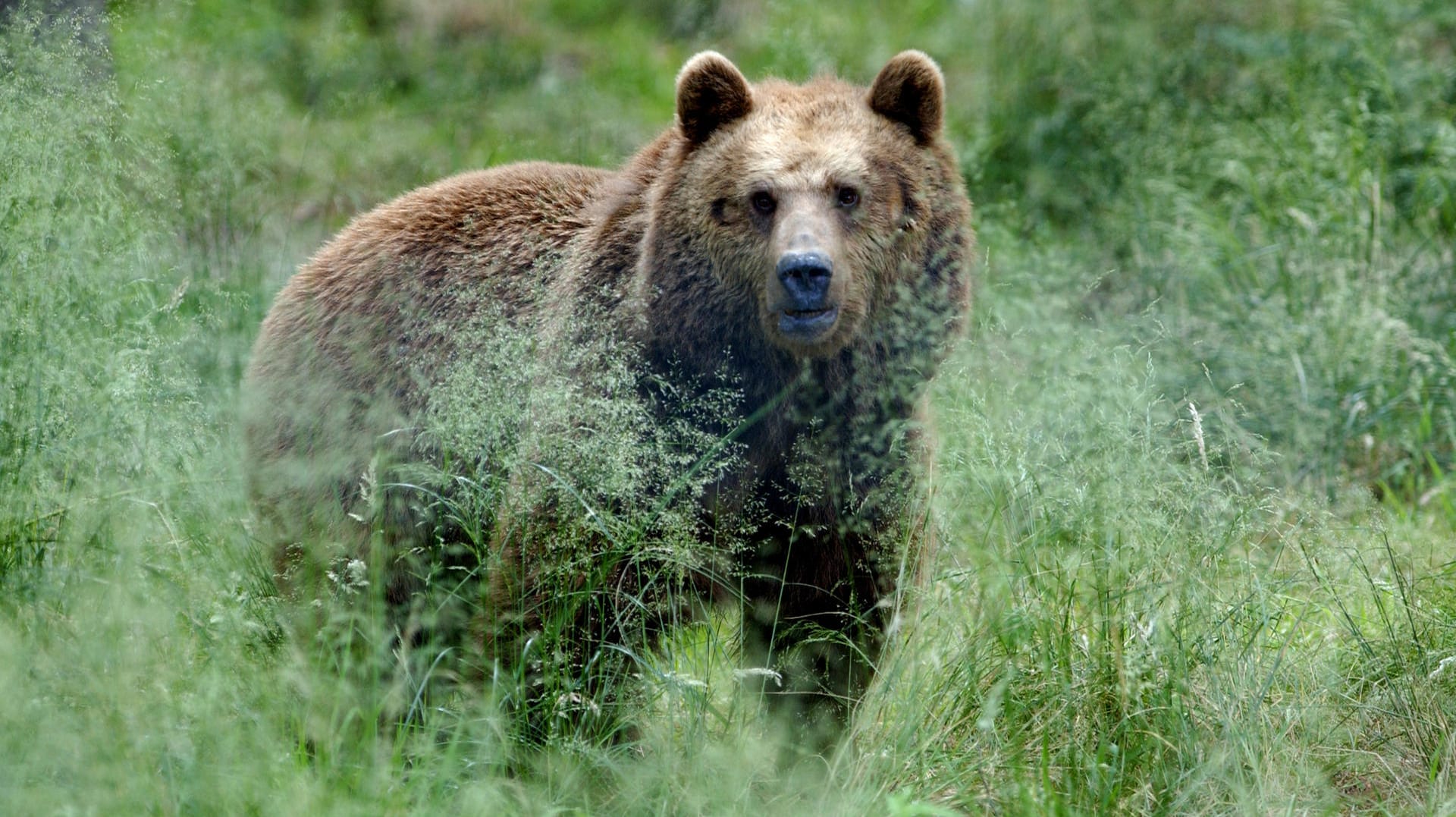 Der Braunbär geriet auf einem nächtlichen Streifzug in das Wohnzimmer der Familie. Der Braunbär geriet auf einem nächtlichen Streifzug in das Wohnzimmer der Familie.