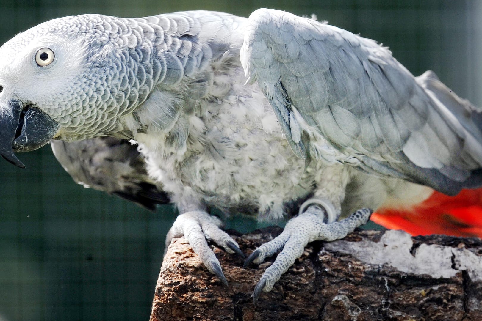 Ein Graupapagei sitzt in seinem Gehege in der Wildtierstation in Sachsenhagen