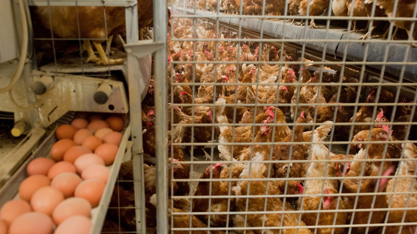Das in Millionen verseuchten Eiern gefundene Insektizid Fipronil soll auch in mindestens vier deutschen Legehennen-Betrieben als Reinigungsmittel genutzt worden sein.