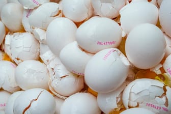 Im Auftrag der niederländischen Lebensmittelkontrollbehörde werden rund eine Million Eier aus einer Geflügelfarm in Onstwedde zerstört, weil sie mit dem Insektizid Fipronil verseucht sind.