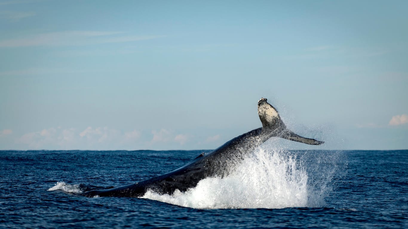 Australien: Buckelwal rammt Boot voller Touristen