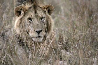 Angriffe von Löwen auf Menschen geschehen sehr selten.