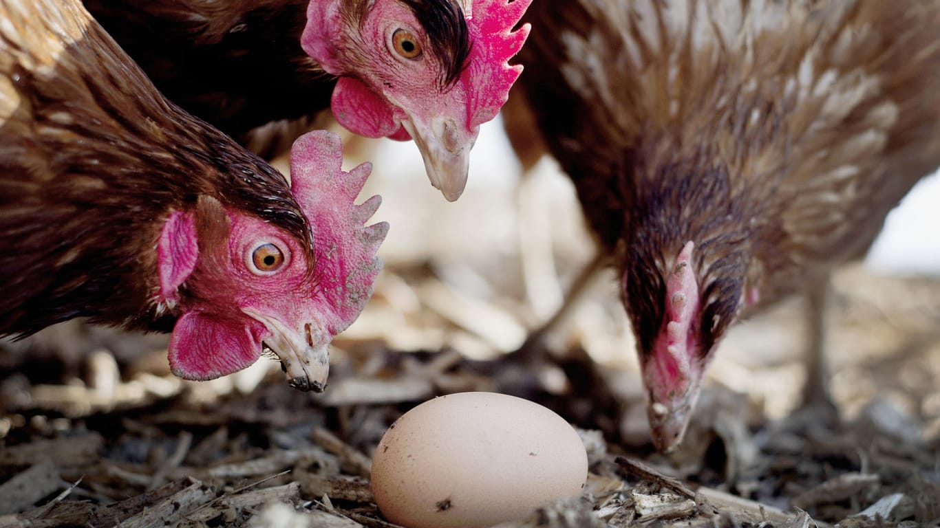 Hühner und Eier aus den Niederlanden werden mit Verdacht auf Vergiftungen kontrolliert.