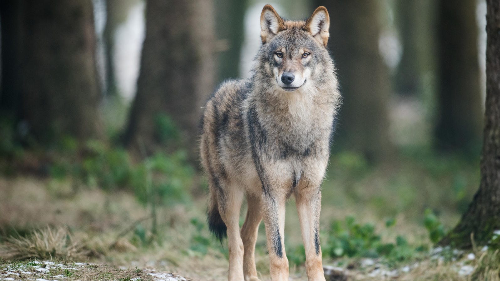 Ein Unbekannter hat einen Wolf erschossen – das kann teuer werden.